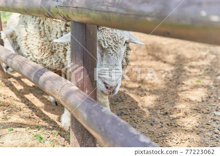 Tochigi Prefecture Rindo Lake Family Ranch and Sheep 77223062
