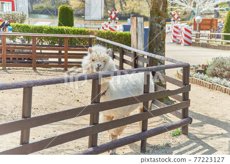 櫪木縣林多湖家庭牧場和羊駝 77223127