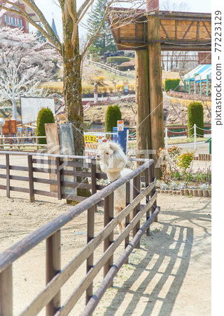 櫪木縣林多湖家庭牧場和羊駝 櫪木縣林多湖家庭牧場和羊駝 77223129