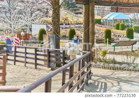 櫪木縣林多湖家庭牧場和羊駝 櫪木縣林多湖家庭牧場和羊駝 77223130