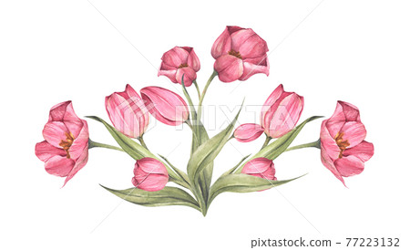 Pink tulips and leaves. Bouquet of tulips. Floral composition. Watercolor illustration. Pink tulips and leaves. Bouquet of tulips. Floral composition. Watercolor illustration. 77223132
