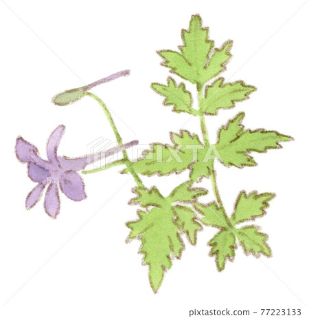 Auction Japanese Parsley Vegetation Stock Illustration