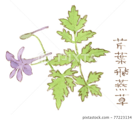 春天的花朵： 拉克斯珀騎士的水彩插圖 77223134