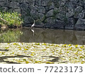 A waterfowl standing in the moat of the castle in early summer. Japanese history and taste. A tourist destination with a melancholy journey of Corona. 77223173