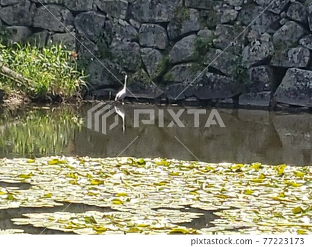 A waterfowl standing in the moat of the castle in early summer. Japanese history and taste. A tourist destination with a melancholy journey of Corona. 77223173