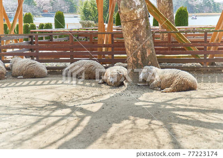 Tochigi Prefecture Rindo Lake Family Ranch and Sheep Tochigi Prefecture Rindo Lake Family Ranch and Sheep 77223174