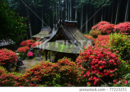 從一宮神社 從一宮神社 77223251