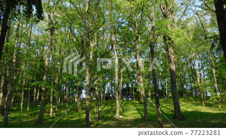 Trees and sunbeams Trees and sunbeams 77223281