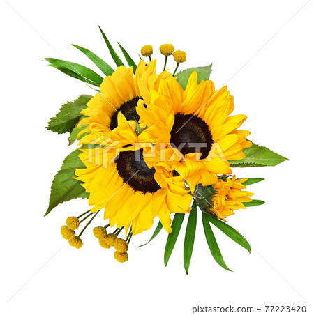 Yellow sunflowers and green leaves in a floral arrangement isolated 77223420