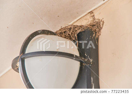 April Swallows at Tochigi Prefectural Road Station Ninomiya 77223435