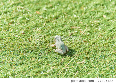 May tree frog 77223482