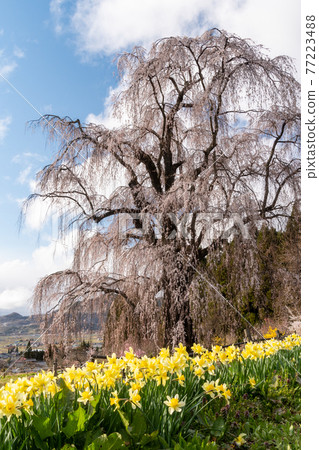品牌櫻花和水仙花 77223488