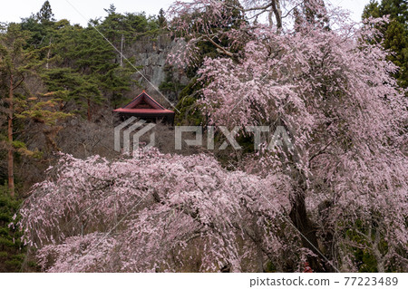 常盤觀音的垂枝櫻花 常盤觀音的垂枝櫻花 77223489