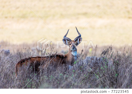 endemic Mountain Nyala in ale mountains Ethiopia 77223545