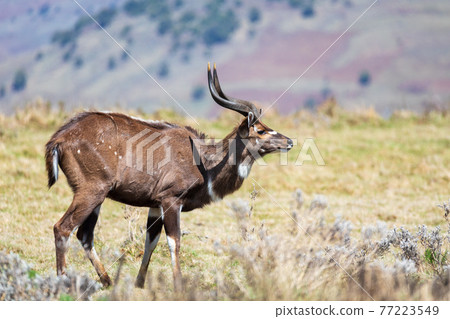 endemic Mountain Nyala in ale mountains Ethiopia 77223549