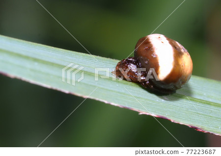 White obit Torino Fundamesi (female) 77223687