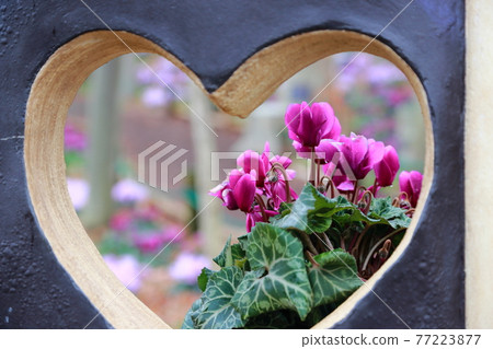 Serenadia-藍仙客來 Serenadia-藍仙客來 77223877