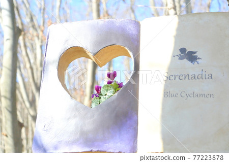 Serenadia-藍仙客來 77223878