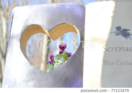 Serenadia-藍仙客來 Serenadia-藍仙客來 77223879