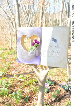 Serenadia-Blue Cyclamen 77223880