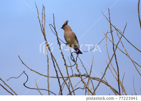Japanese waxwing that stays on a branch Japanese waxwing that stays on a branch 77223941