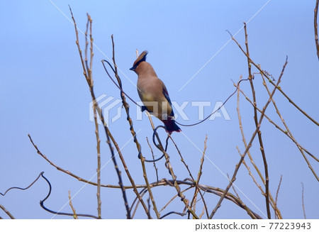 Japanese waxwing that stays on a branch 77223943