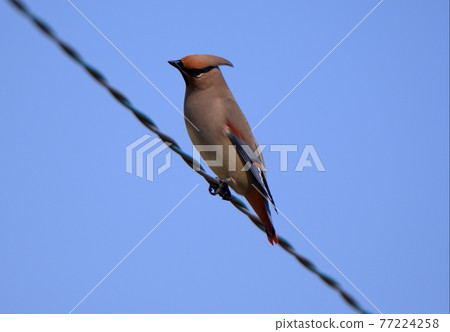 留在電線上的日本蠟翅 77224258