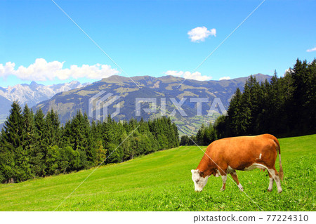 Cow grazing in a mountain meadow in Alps mountains, Tirol, Austria 77224310