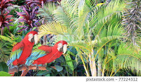 Beautiful colorful Ara macao parrots on a branch in a rainforest 77224312