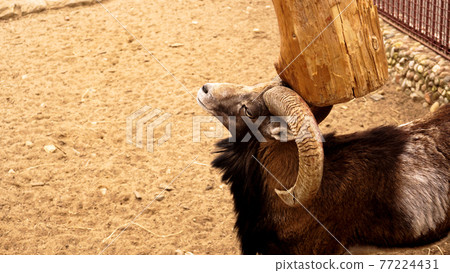 The mouflon scratches its horns against a wooden post. 77224431