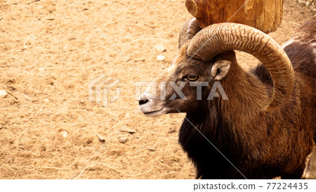 The mouflon scratches its horns against a wooden post. 77224435