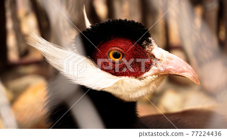 White eared pheasant in a cage. Birds at the zoo or farm 77224436