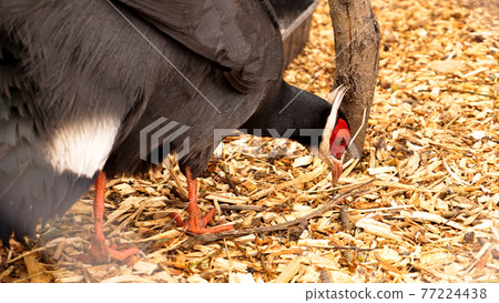 White eared pheasant in a cage. Birds at the zoo or farm 77224438