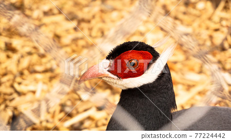 White eared pheasant in a cage. Birds at the zoo or farm 77224442