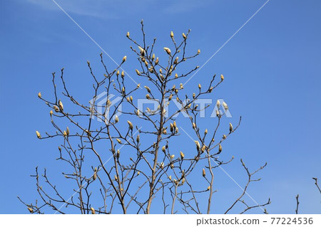 Wolongshan Gyokiji Temple, 157 (Jodo-shu, Nishimino 33 Sacred Ground, No. 27) (Kaizu City, Gifu Prefecture) 77224536