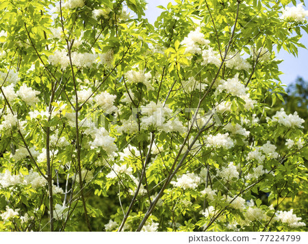 Aodamo之花 77224799