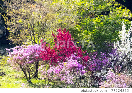 Akiruno city is in the middle of spring Akiruno city is in the middle of spring 77224823