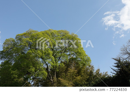 大樹鮮綠樟樹 大樹鮮綠樟樹 77224830