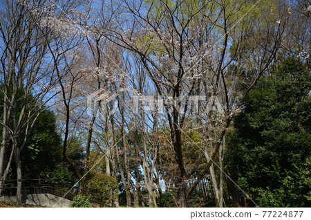 Sakuras in Higashitakane Forest Park Sakuras in Higashitakane Forest Park 77224877