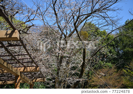 東高根森林公園的櫻花 東高根森林公園的櫻花 77224878