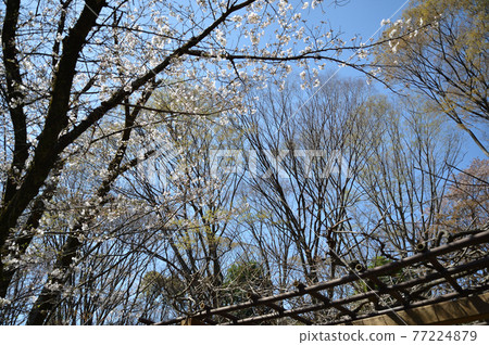 東高根森林公園的櫻花 東高根森林公園的櫻花 77224879