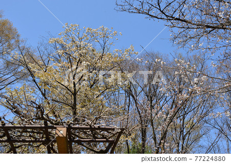 東高根森林公園的櫻花 東高根森林公園的櫻花 77224880