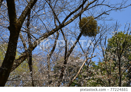 東高根森林公園的櫻花 東高根森林公園的櫻花 77224881