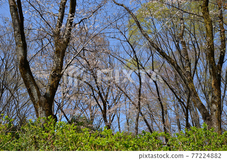 東高根森林公園的櫻花 東高根森林公園的櫻花 77224882