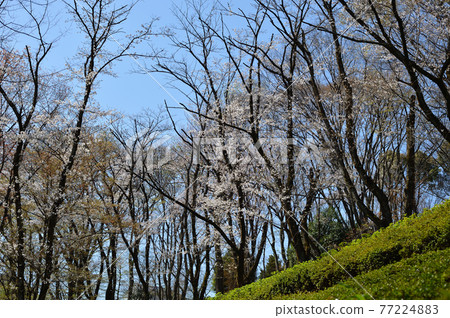 東高根森林公園的櫻花 東高根森林公園的櫻花 77224883