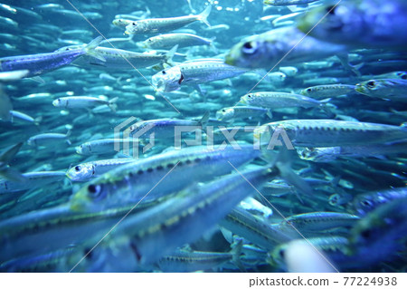 池袋陽光水族館的沙丁魚群 77224938