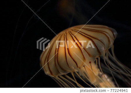 A vivid close-up of a red sea jellyfish floating gracefully through the darkness 77224941