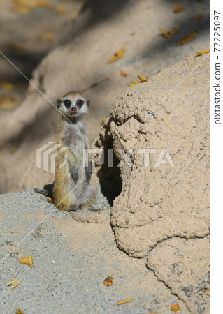 meerkat meerkat 77225097