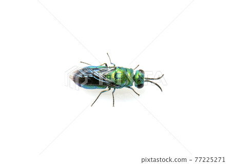 Image of metallic cuckoo wasp(Chrysididae) isolated on white background. Insect. Animal. Image of metallic cuckoo wasp(Chrysididae) isolated on white background. Insect. Animal. 77225271