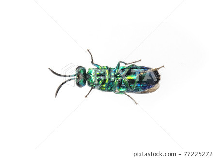 Image of metallic cuckoo wasp(Chrysididae) isolated on white background. Insect. Animal. 77225272